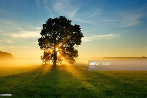 Backlit Tree In Morning Mist On Meadow At Sunrise Stock