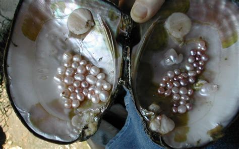 Pearls, Freshwater Pearls - Rings & Things | Pearls ...