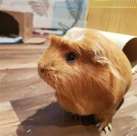 Crested Guinea Pig Breed Info American English And White Crested