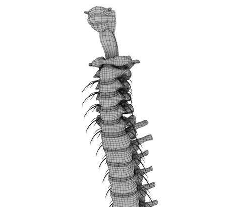 Human Spine With Spinal Cord And Body 3d Model Cgtrader