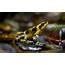 Animals Macro Frog Amphibian Wallpapers HD / Desktop And Mobile 