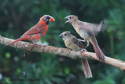 Northern Cardinal Male Feeding His Juveniles Cardinalis Cardinalis