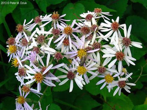 Eurybia Macrophylla Large Leaved Aster Minnesota Wildflowers