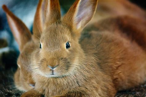 Hd Wallpaper Two Brown Rabbits Animal Bunny Cute Ear Ears Easter