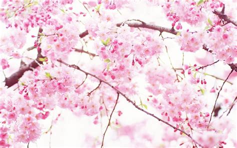 Sakura Flower Wallpapers Free Pictures On Greepx