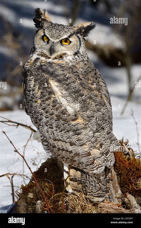 Great Horned Owl Sitting On A Tree Stump In A Snowy Forest North