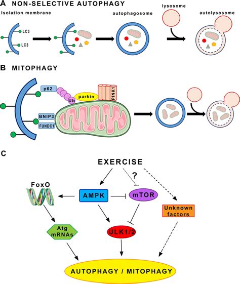A Schematic Representation Of The Non Selective Autophagy Pathway