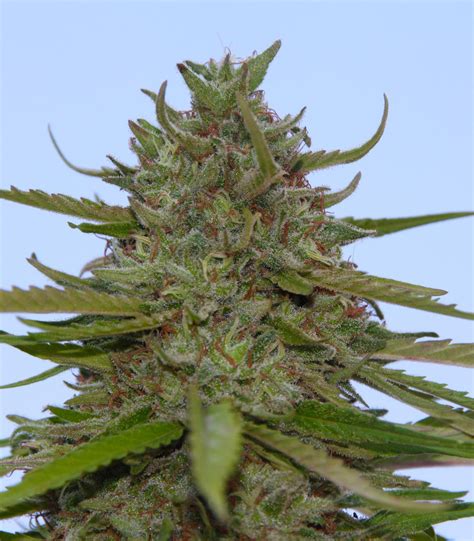 Наложенным платежом марихуана марихуана листья автоцветов