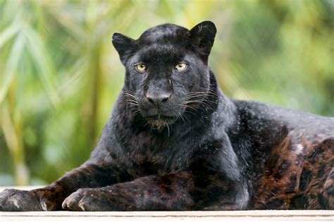 What animal hunts black leopards? Relaxed black leopard | A male black leopard nicely posing ...