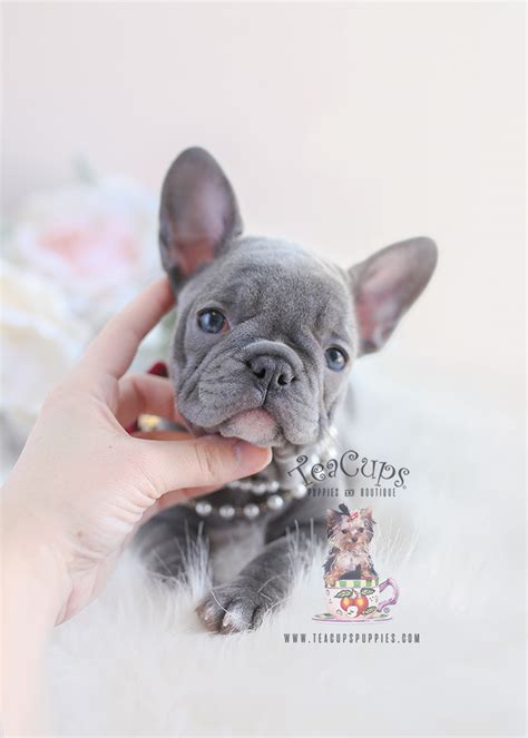 As most people know a west coast rare french bulldog is reserved well before they are even born, these rare coloured frenchie breedings we have are so phenominal that we take reservations for lilacs, colored creams, chocolates & blues as well as our lilac & tans and chocolate & tans even. Teacup Pomeranian Puppies For Sale in Miami, Ft ...