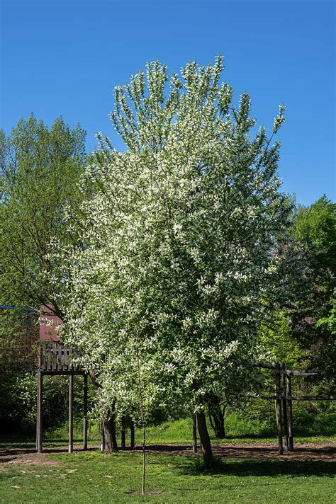 Bird Cherry Tree Ireland So Delightful Blogs Photo Galery