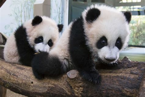 Meet The Giant Panda Cub Twins Zoo Atlanta