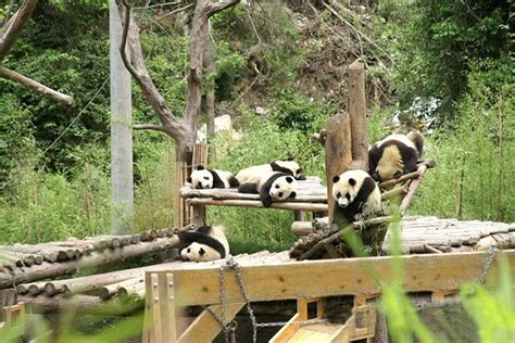 Wolong Giant Panda Reserve Centre Photo Wolong Giant Panda Reserve