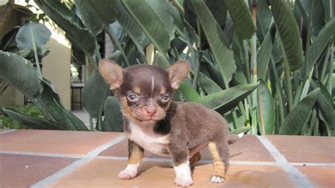 53 Teacup Chihuahua Puppies Indiana Photo Bleumoonproductions