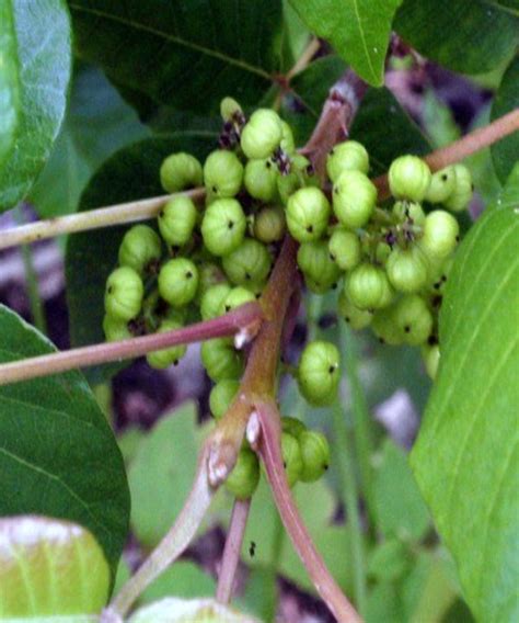It's both helpful and harmful english ivy is a beautiful plant with a long history. Identifying & Eradicating Poison Ivy | Dengarden