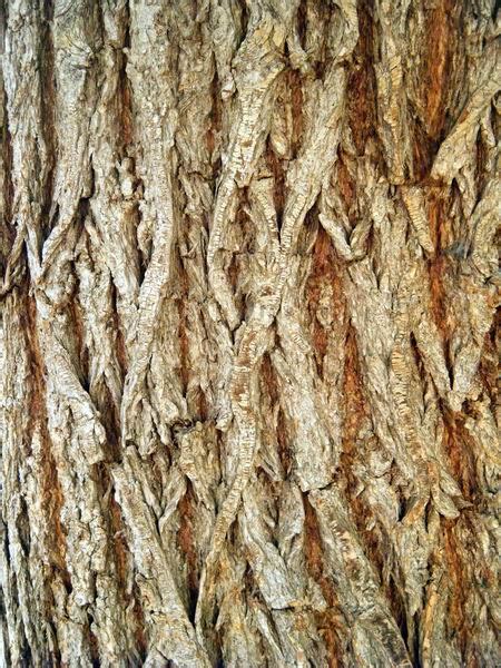 Willows, also called sallows and osiers, form the genus salix, are around 400 species of deciduous trees and shrubs, found primarily on moist soils in cold and temperate regions of the northern. Exploring Terra: Bark Series: Weeping Willow