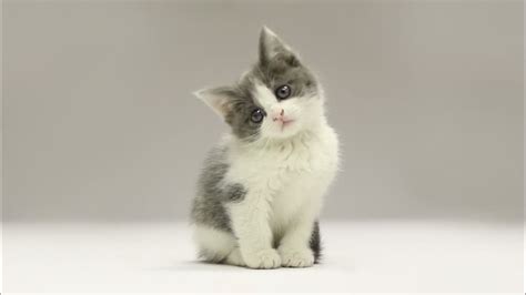 Cute Little Grey And White Kitten Sitting And Looking