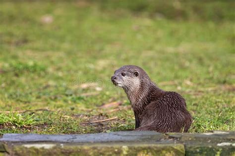 Oriental Small Clawed Otter Against Green Grass Background Stock Image
