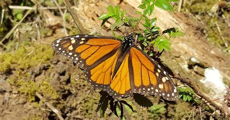 Earth And Space News Endangered Eastern Monarch Butterflies Need Not