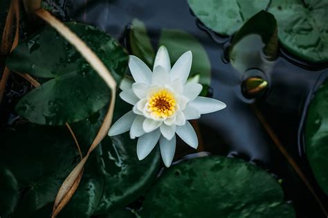 White Lotus Flower And Lily Pads Hd Wallpaper Peakpx