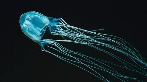 Antidote Found For Deadly Box Jellyfish Sting Lab Manager
