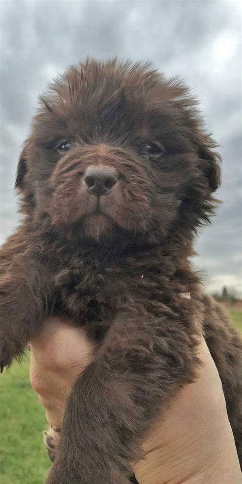 Newfoundland Newfie Puppies For Sale In Pennsylvania Horner