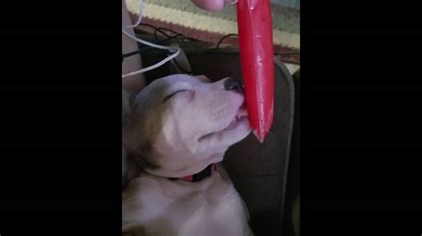 Popsicle Pup Youtube