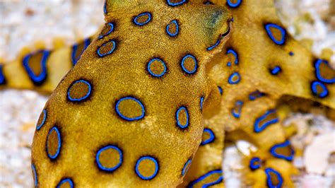 A Blue Ringed Octopus Bite Is Rare But Potentially Deadly Heres What
