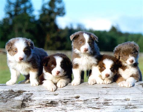 Border Collie Puppies Rescue Pictures Information Temperament