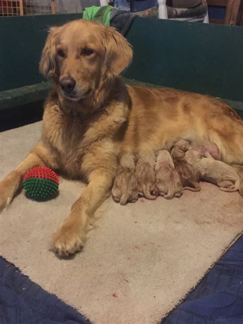 Golden Retriever Puppies For Sale High Point Nc 278246