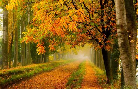 Фото цвета осени листопад осень бесплатные картинки на Fonwall