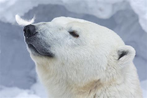 Polar Bear Portrait Photograph By Anton Belovodchenko Fine Art America