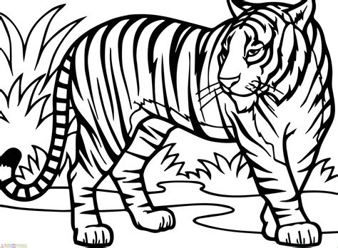 Mewarnai Sketsa Gambar Singa Dan Harimau Terbaru Kataucap