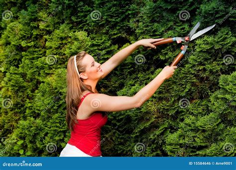 Woman In Garden Trimming Hedge Stock Photo Image Of Gardening Hobby