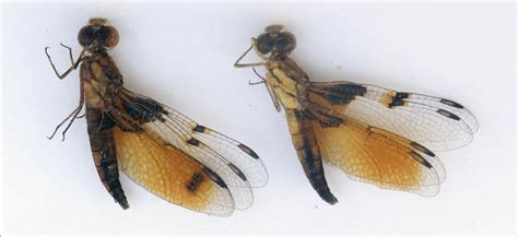 females of palpopleura sexmaculata collected at a tiny roadside pool 7 download scientific