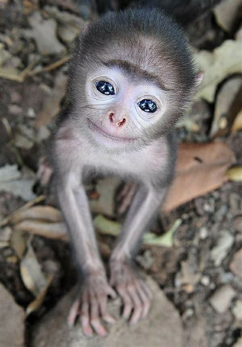 So Very Cute Cute Baby Monkey Cute Animals Cute Baby Animals
