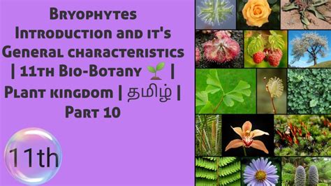 Bryophytes General Characteristics 11th Bio Botany 🌱 Plant Kingdom