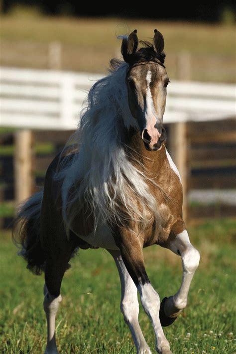 Gypsy vanner tier 4 certificate was last available in the purebreeders society in june 2021. 176 best Horses, Horse, Palomino, Appaloosa, stallion, filly, Colt, Arabian, Friesian, paint ...