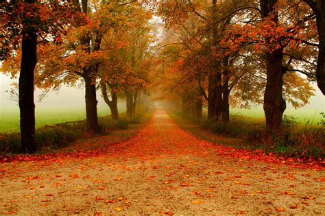Autumn Fall Landscape Nature Tree Forest Leaf Leaves Fence Path Trail