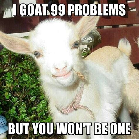 15 Top Funny Goat Meme Images And Jokes Quotesbae