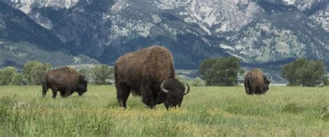 National Bison Day Provides A Chance To Connect With An American Icon