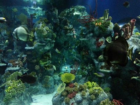 Beautiful Underwater Pic At Bristol Aquarium National Geographic