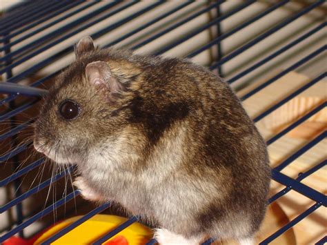 How To Keep A Campbells Dwarf Hamster Complete Care Guide