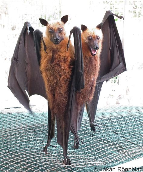Giant Flying Fox Bat Wingspan