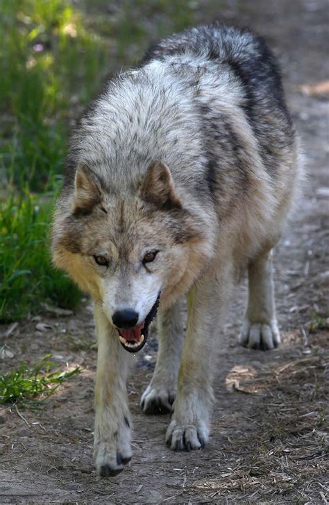 Wolves In Northern California Arent Just Loping Through Anymore They