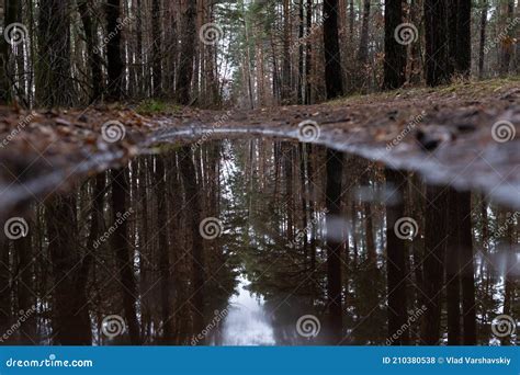 Mirror Reflection Of Pine Autumn Forest In Water Stock Photo Image Of