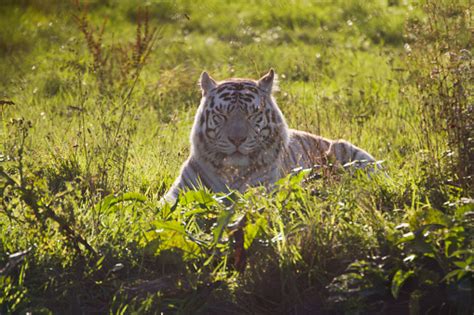 White Siberian Tiger Stock Photo Download Image Now 2015 Animal
