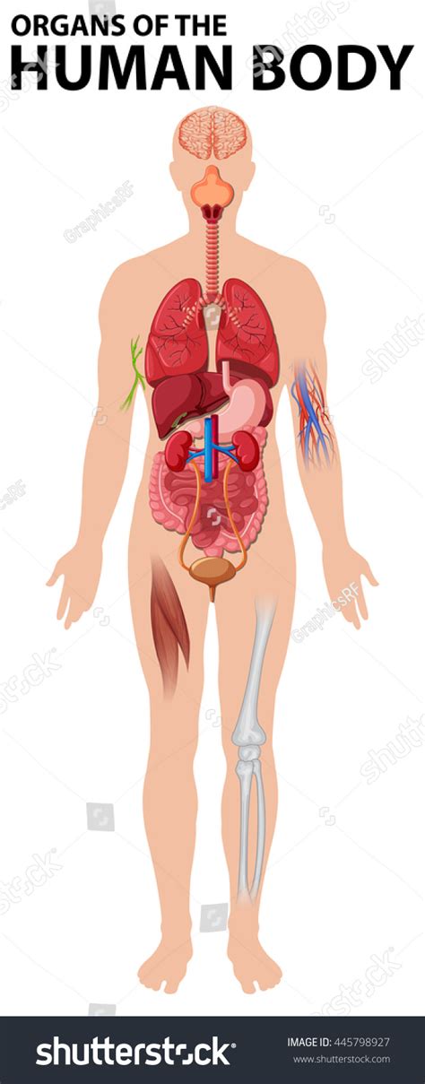 Explore the anatomy systems of the human body! Diagram Organs Human Body Illustration Stock Vector 445798927 - Shutterstock