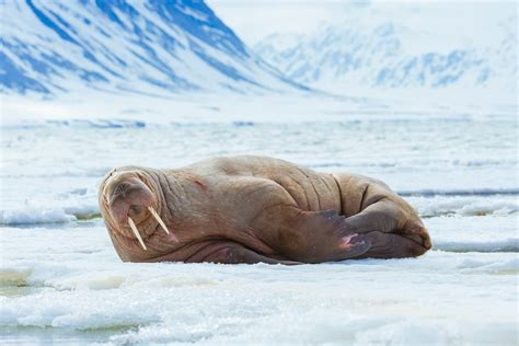 Baby Arctic Walrus