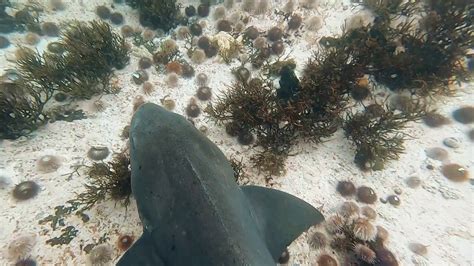Spotted Gully Sharks In Cape Towns Kelp Forest Youtube
